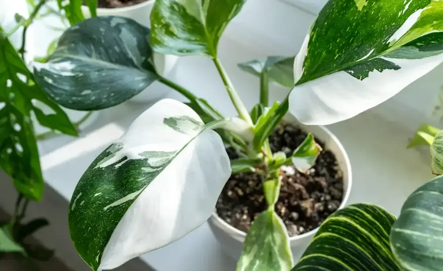 Rośliny variegata - Pielęgnacja, wybór i jak utrzymać wzór