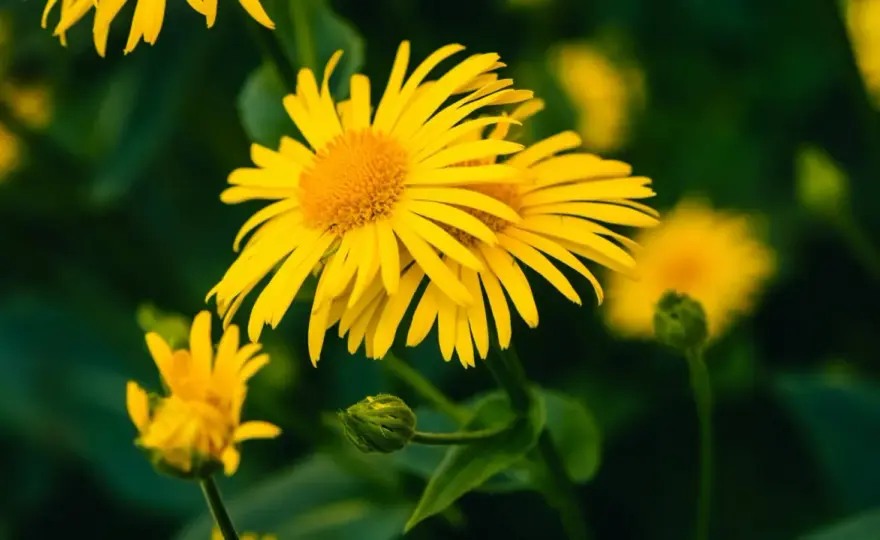 Pianta di arnica, quando usarla e quali precauzioni seguire