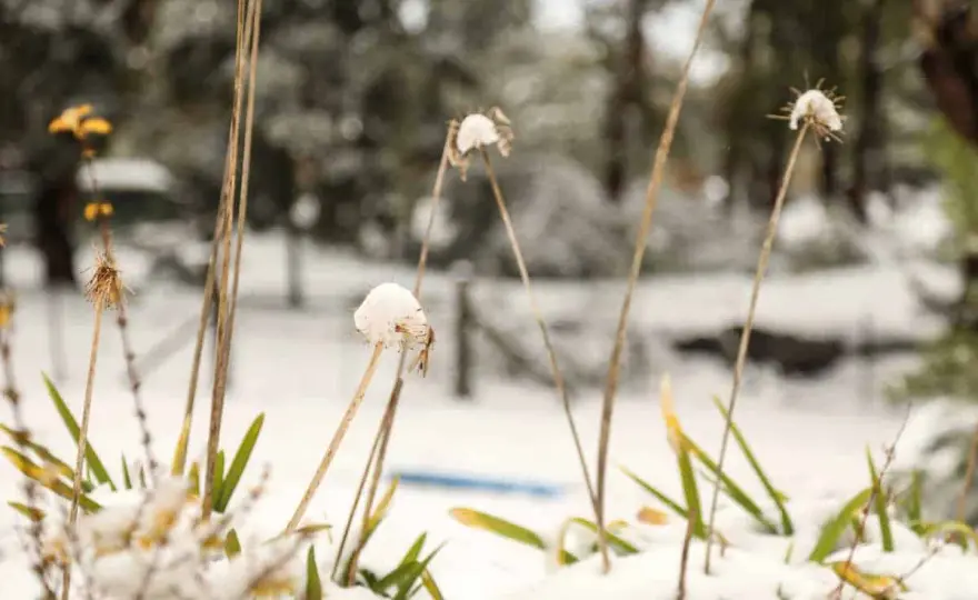 Comment protéger une agapanthe du gel en hiver ?