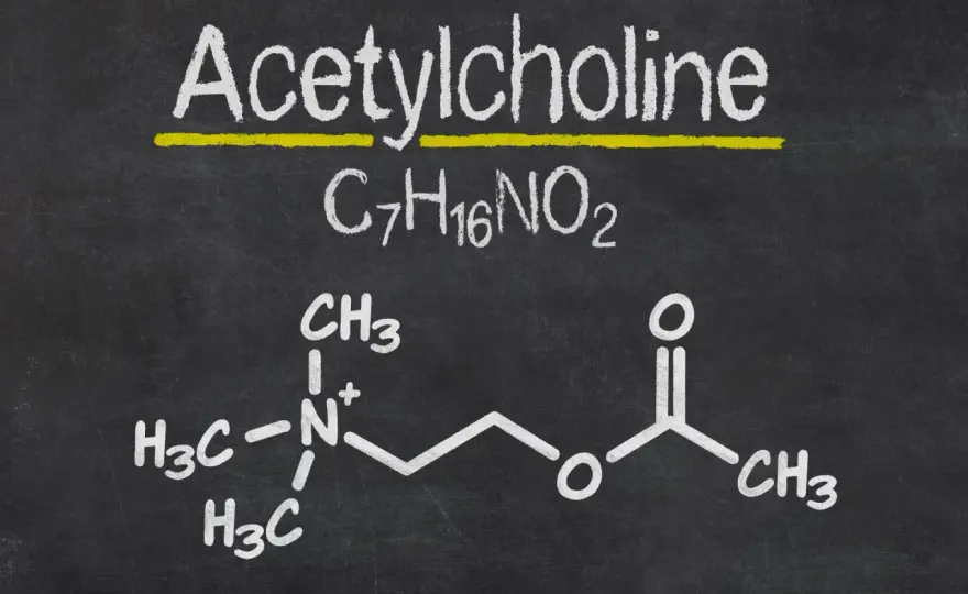 Acetylocholina - Jak wpływa na ruch, pamięć i zdrowie?
