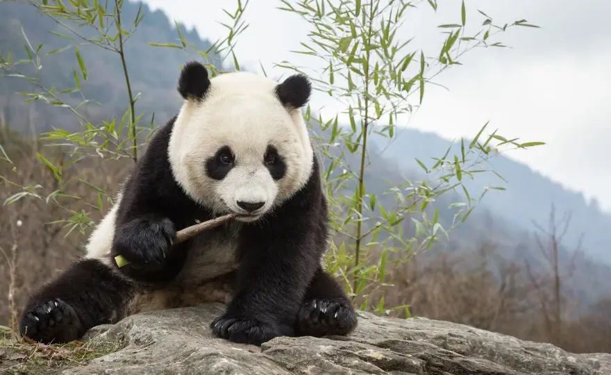 Panda wielka to niedźwiedź - tak, ale dlaczego? Sprawdź!