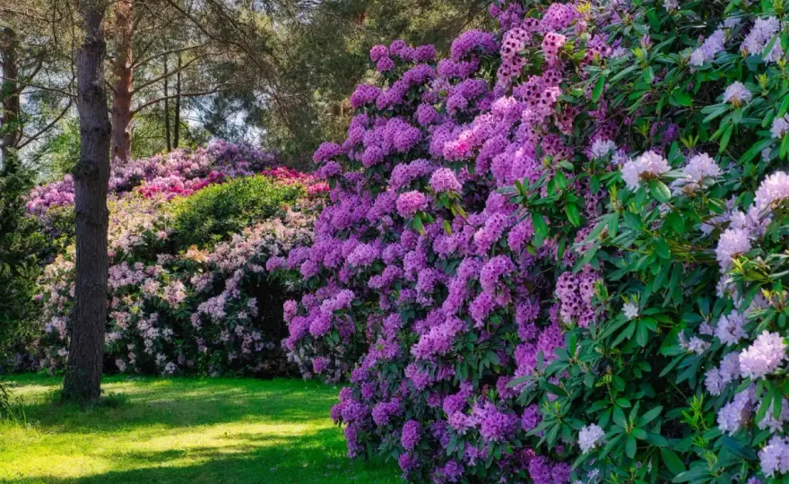 Rododendron: Jak długo kwitnie? Sekrety pielęgnacji i obfitości