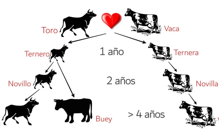 Buey vs. Toro - ¿Sabes la verdadera diferencia?
