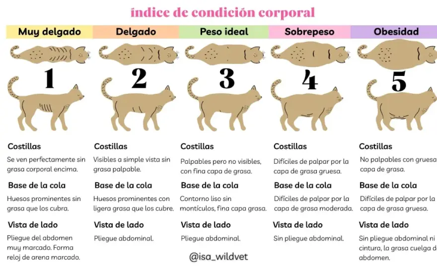 ¿Cuánto debe pesar un gato? Guía de peso ideal por edad y raza