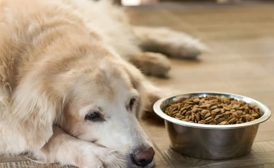Chien âgé - Soif et perte d'appétit : Quand s'inquiéter ?