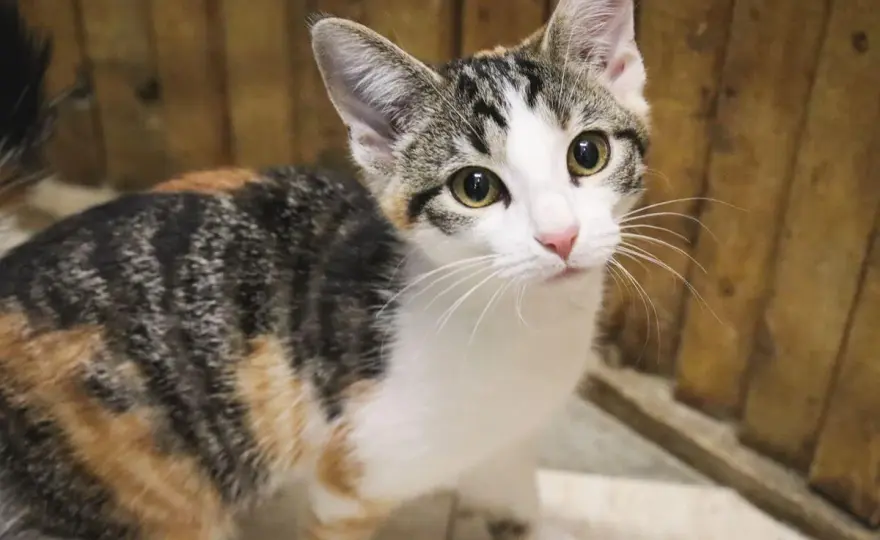 Calico Cat Lifespan - Maximize Your Cat's Years