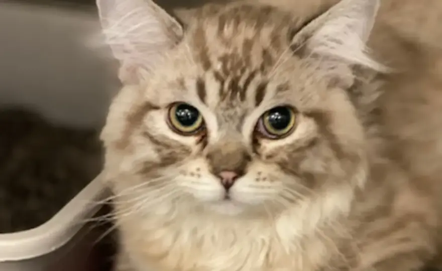 Cat Arthritis - Spot Signs & Boost Comfort