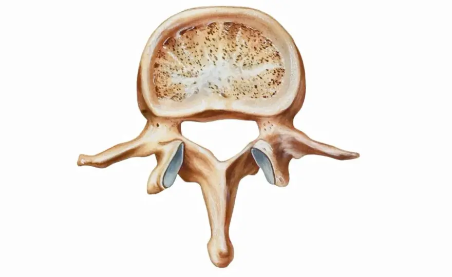 Osteopenia - czy może się cofnąć? Sprawdź, jak wzmocnić kości!