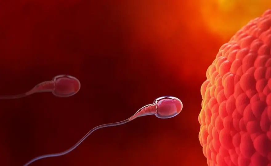Zagnieżdżenie zarodka - objawy, etapy i co wpływa na sukces?