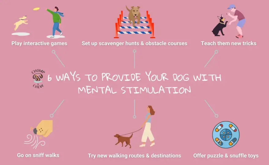 Dog Boredom? Simple Mental Stimulation Activities That Work