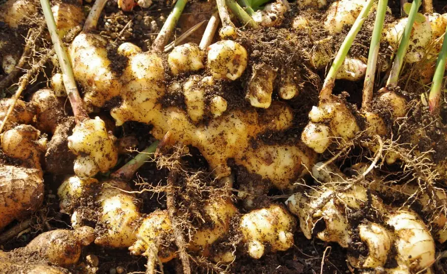 Ingwer im Topf anbauen - so gelingt die Ernte