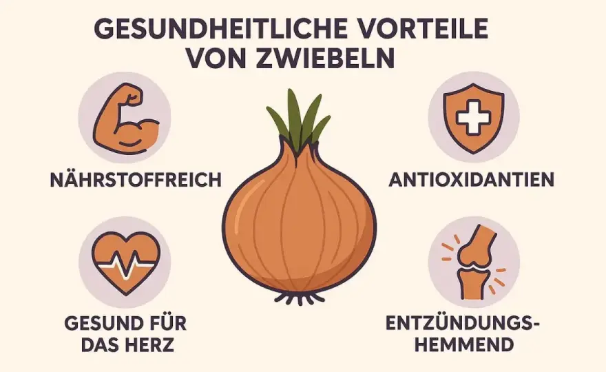 Zwiebeln gesund? Was sie im Alltag wirklich bringen