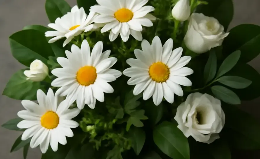 Margeriter - Lång blomning från försommar till höst