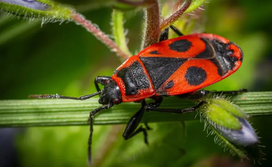 Insetto rosso e nero - come riconoscerlo e cosa fare