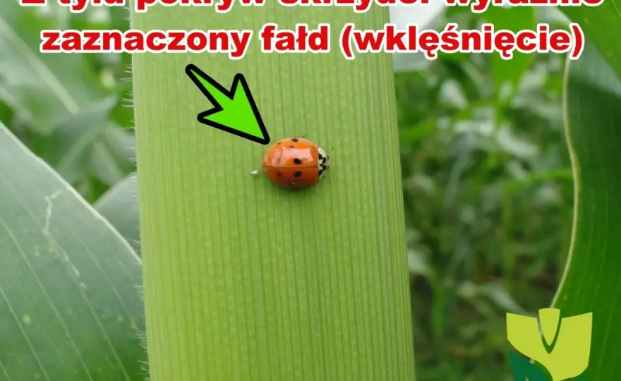 Larwa biedronki azjatyckiej - Jak ją rozpoznać i co robić?