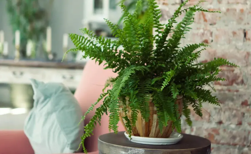 Zimmerpflanzen für wenig Licht - die besten Arten und Pflegetipps