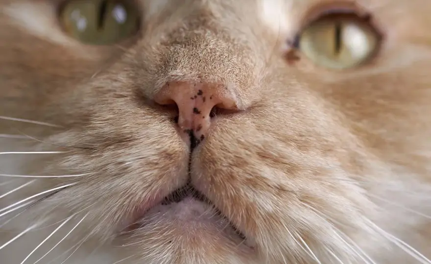 Verkrustete Katzennase - wann sie harmlos ist und wann nicht