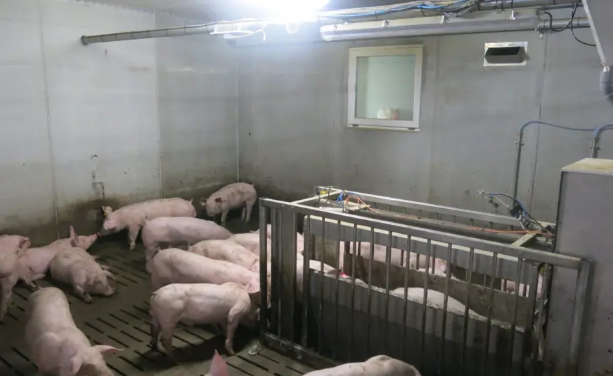 Déparasitage porcs plein air - Optimisez vos traitements