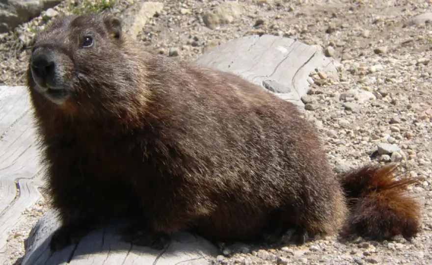 ¿Cuánto duerme una marmota? La verdad sobre su hibernación