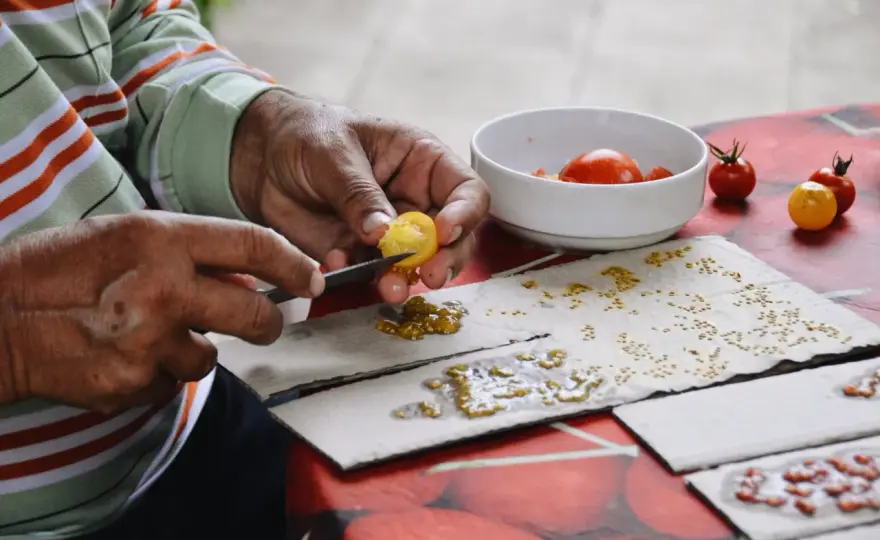 Faire ses graines de tomates - les bons gestes pour réussir