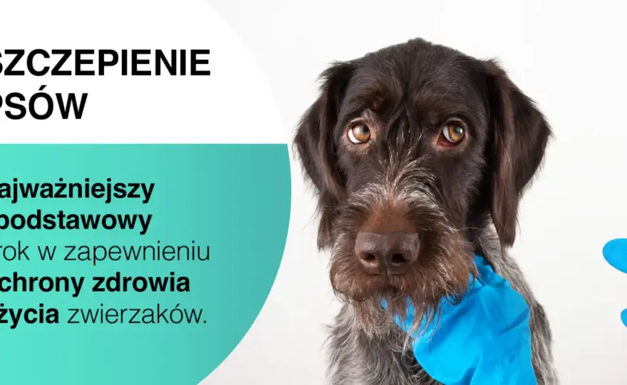 Szczepienia psa - Kompletny przewodnik po ochronie i kosztach