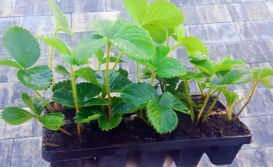 Truskawki Kent - Uprawa, Pielęgnacja, Zbiór i Smak
