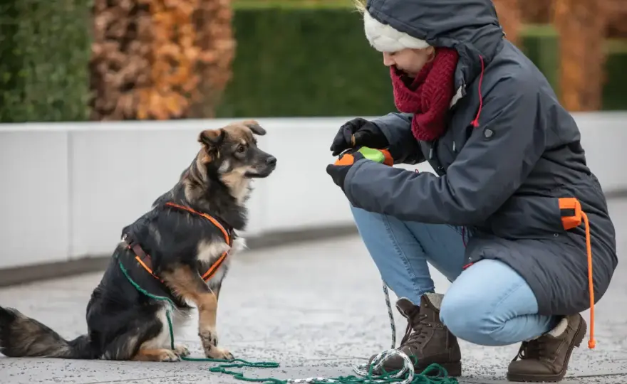 Ruhetraining für Hunde - wie dein Hund wirklich abschaltet