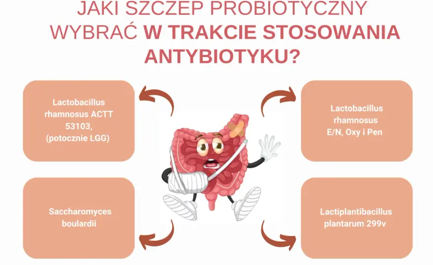 Probiotyk po antybiotyku - jak wybrać i kiedy zacząć?