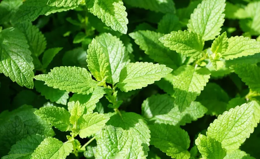 Menthe poivrée pour la digestion - bienfaits et précautions