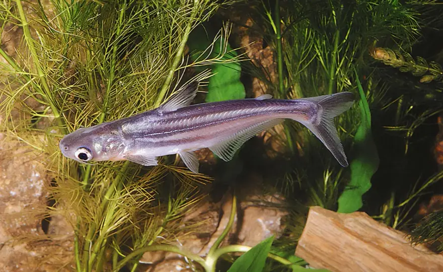 Pangasius - Matfisk eller akvariefisk? Allt du behöver veta