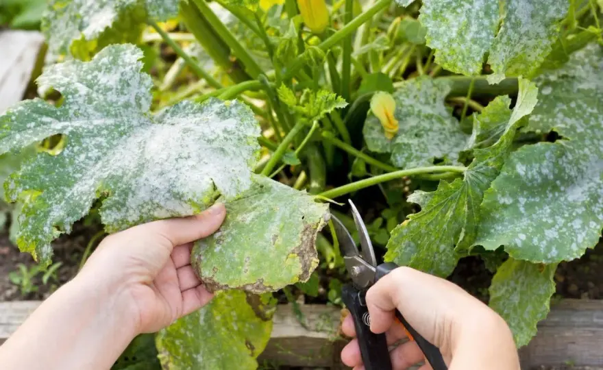 Oïdium sur les courgettes - les bons gestes pour sauver la récolte