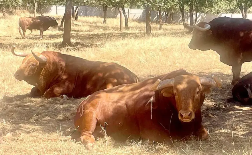Ganadería Torreana - Claves para entender el toro bravo aragonés