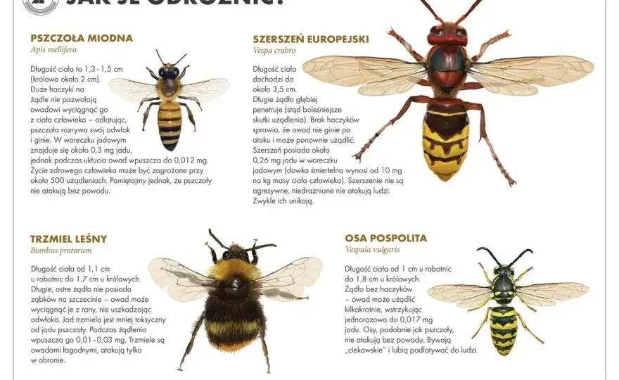 Jak pozbyć się pszczół bezpiecznie i bez prowokowania roju