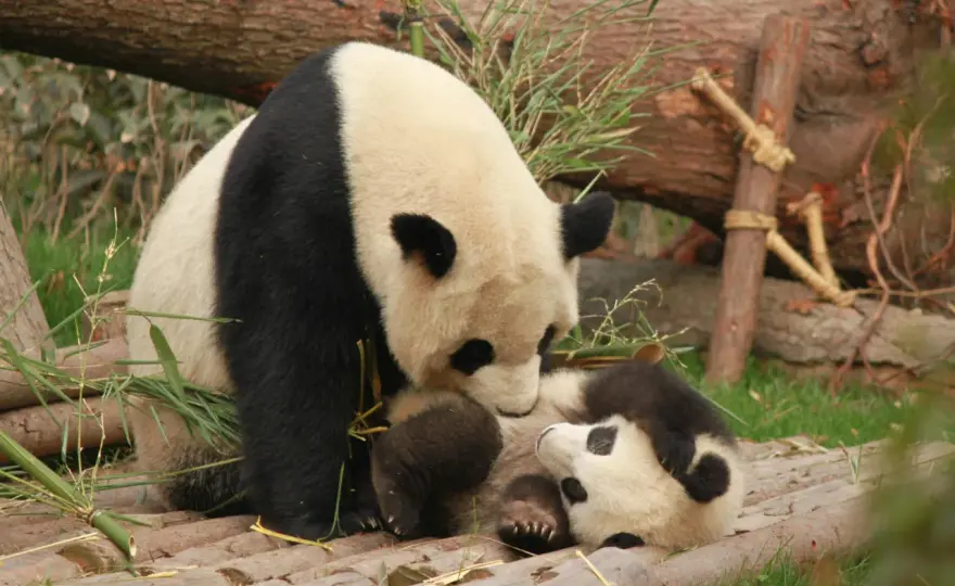 Panda - Co to jest? Wielka czy mała? Odkryj prawdę!