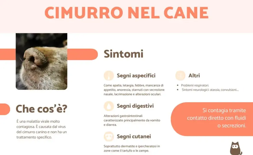 Cimurro nel cane - Riconosci i sintomi e agisci subito