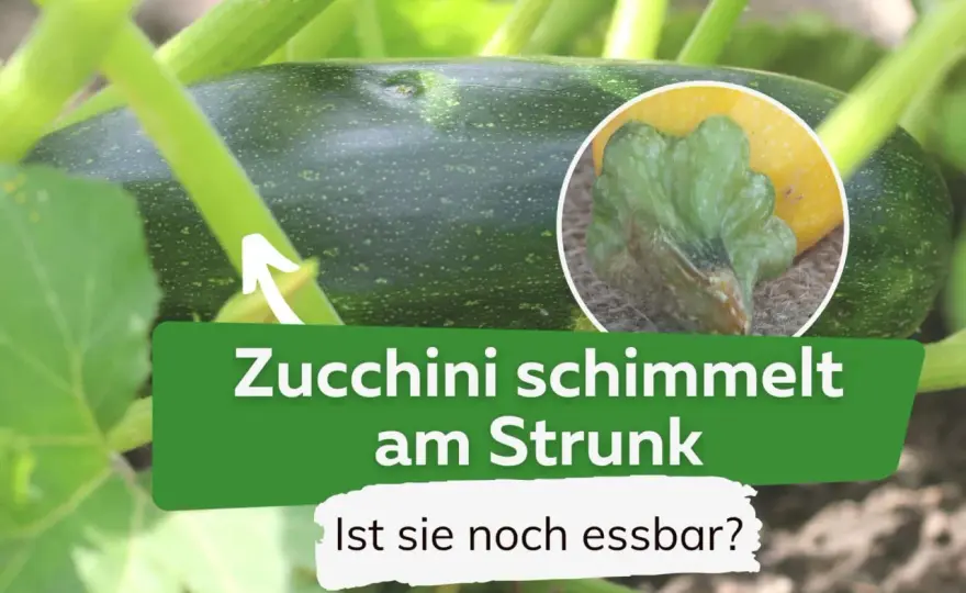 Schleimige Zucchini erkennen - wann sie noch essbar sind