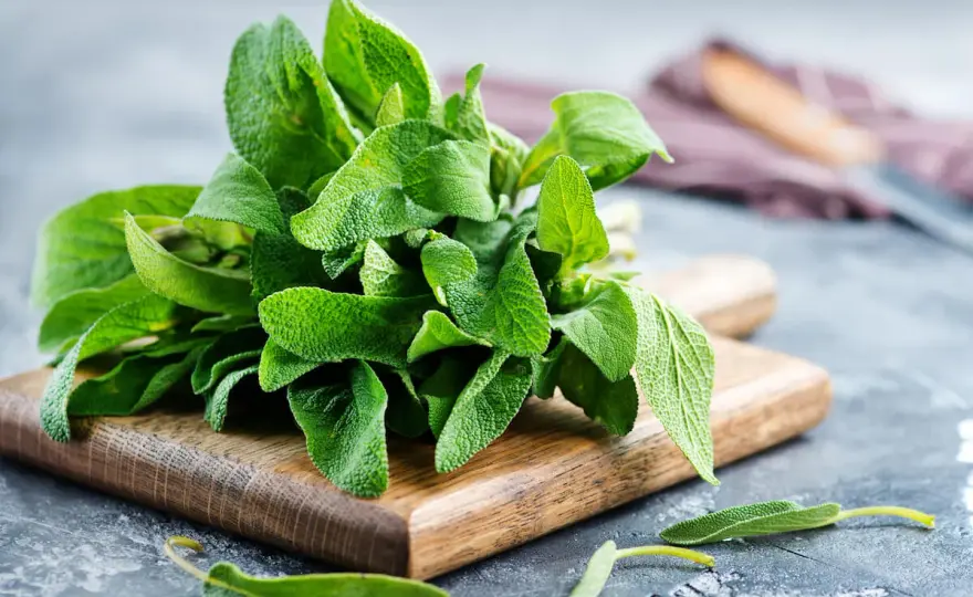Salvia - Usi, dosi e errori da evitare per sfruttarla al meglio