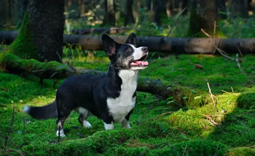 Cardigan Welsh Corgi - charakter, pielęgnacja i zdrowie
