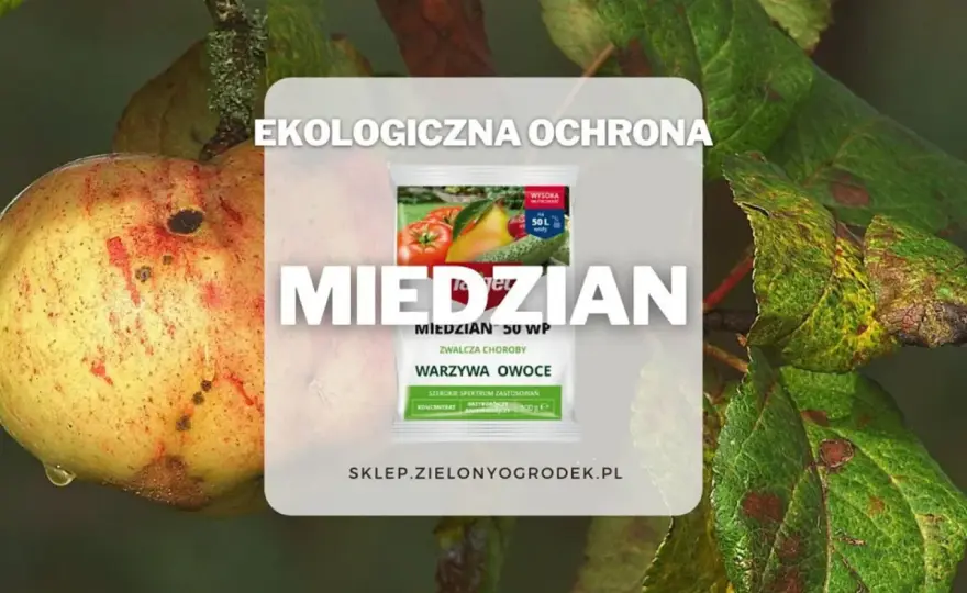 Miedzian - czy jest szkodliwy? Prawda o bezpiecznym stosowaniu
