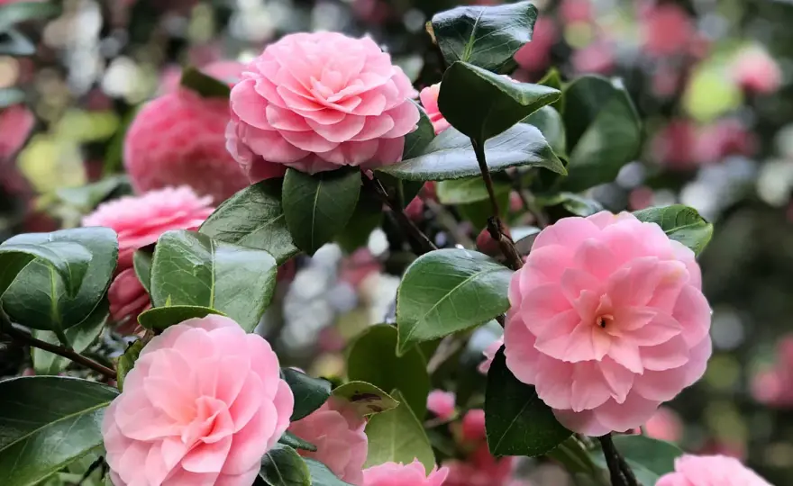 Camélia - Où le planter pour une floraison réussie ?