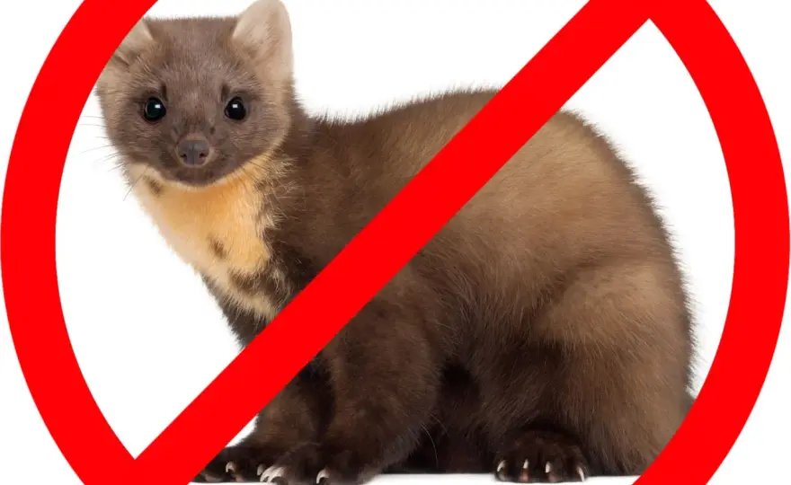 Pozbądź się kuny z domu - Co działa, a co jest stratą czasu?