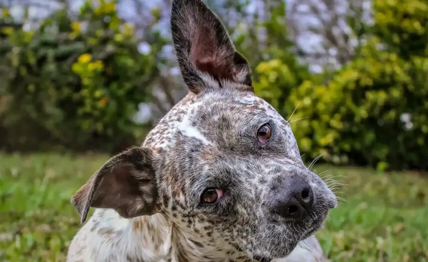 Cabeza Inclinada en Perros - ¿Normal o Alerta? Guía Completa