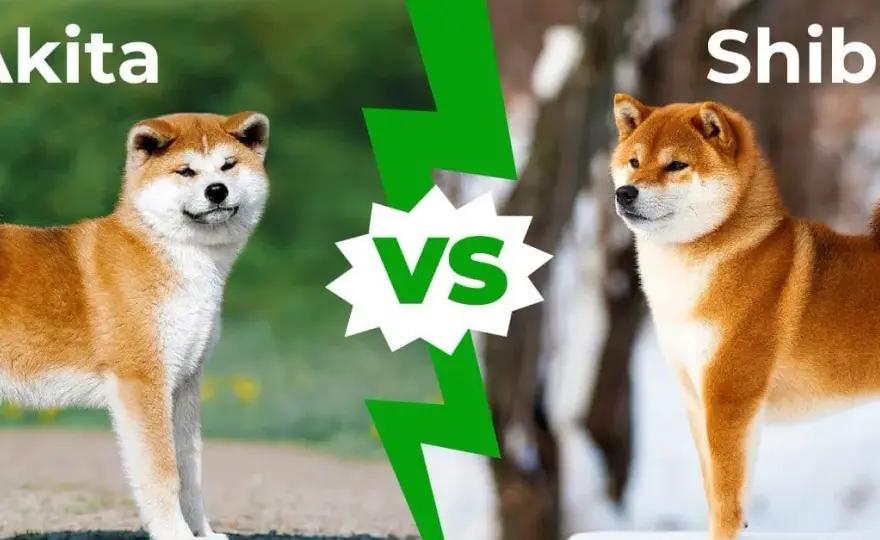 Akita Inu czy Shiba Inu? Który pies pasuje do Ciebie?