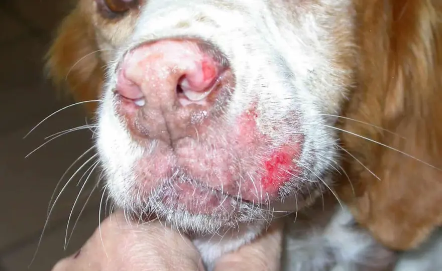 Leishmaniosi cane - È davvero contagiosa? Scopri la verità