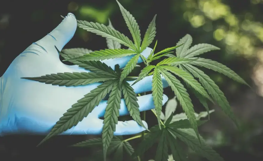 Cannabis e umore - Effetti, rischi e quando fermarsi
