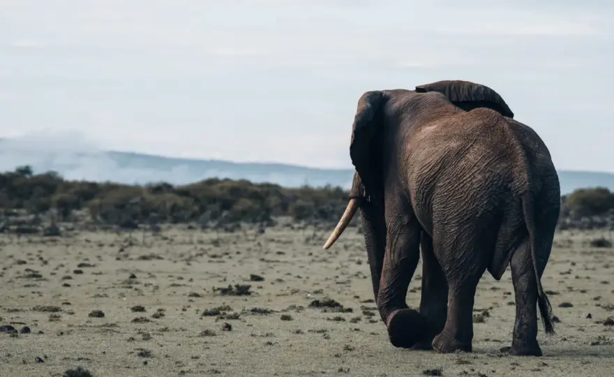 Kenia Safari planen – Parks, Reservate & beste Reisezeit