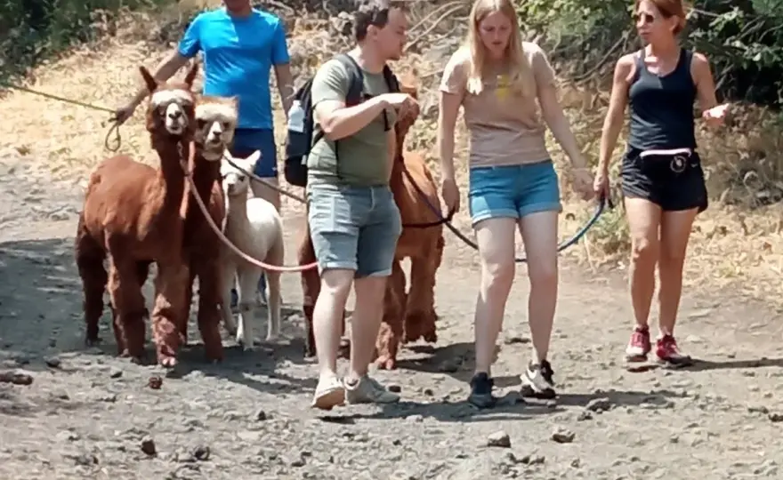 Alpaca Etna - La guida completa per la tua passeggiata