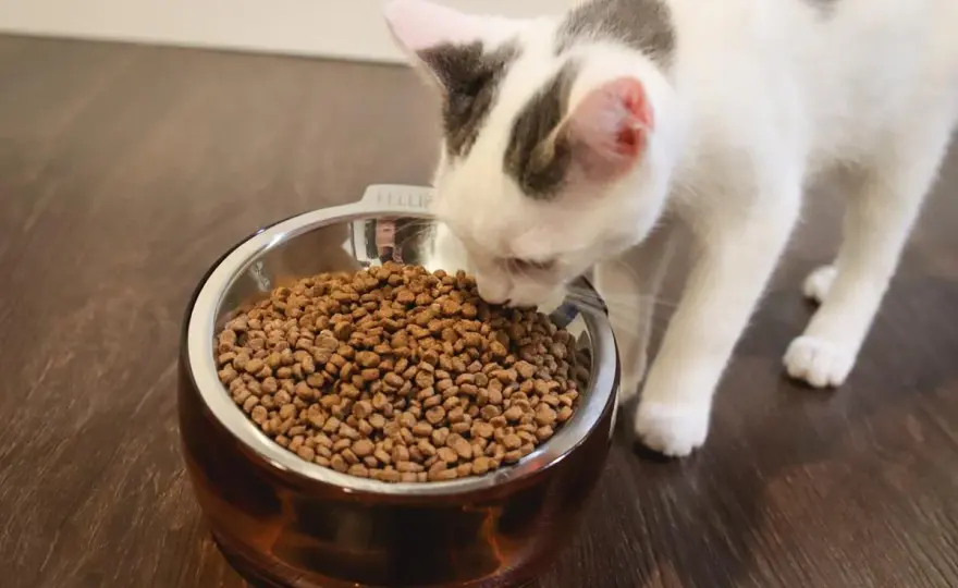 Tabla de alimento para gatos - ¿Cuánto necesita comer tu gato?
