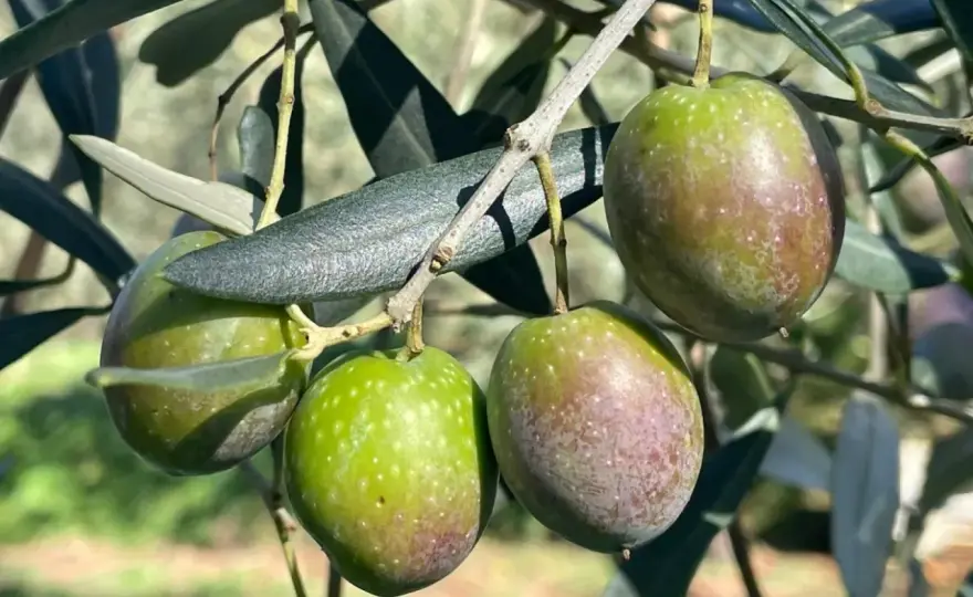 Concimazione fogliare dell’olivo - calendario e dosi
