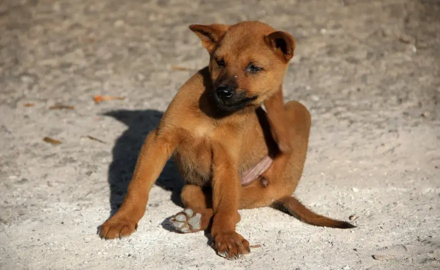 Pulci del cane - Come riconoscerle e cosa fare subito